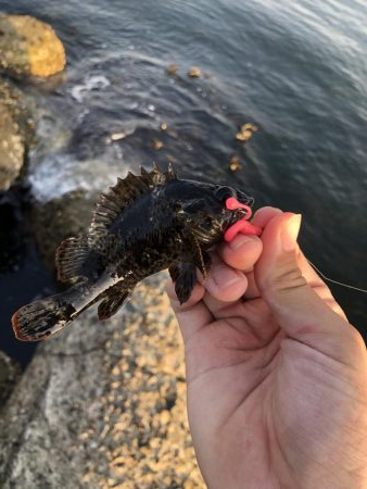 穴釣りとエギング