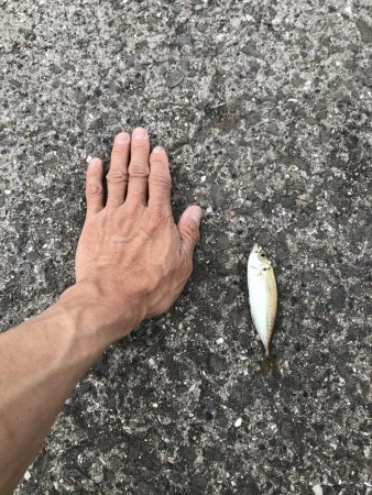 豆アジが到来。