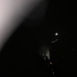 円山川シーバス