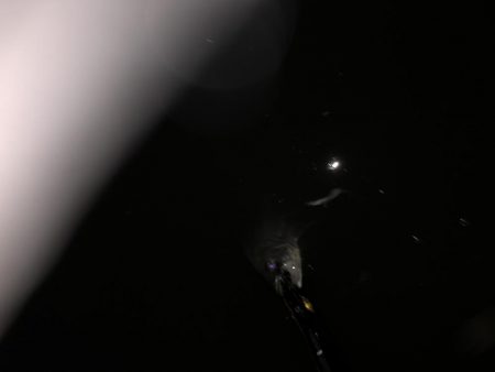 円山川シーバス