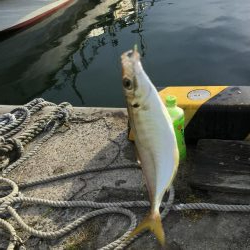 サビキ釣りアジ好調