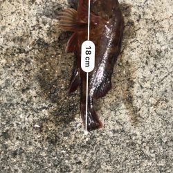 穴釣りしか釣れない