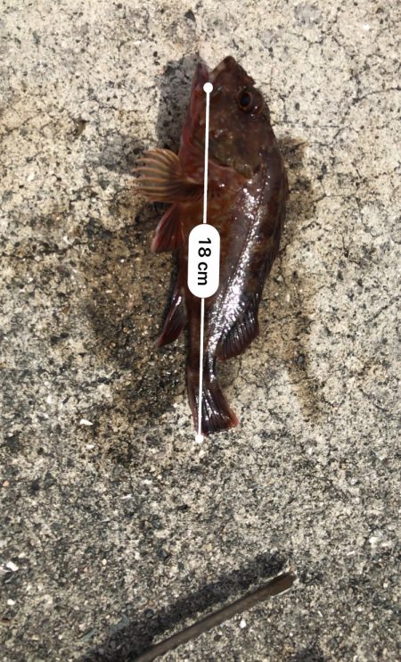 穴釣りしか釣れない