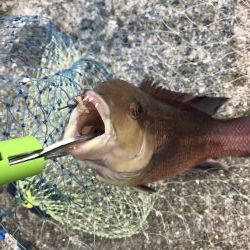 チヌ狙いに外道のカンダイ