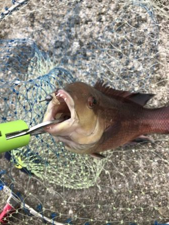 チヌ狙いに外道のカンダイ