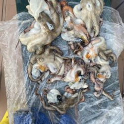 タイラバ渋かった