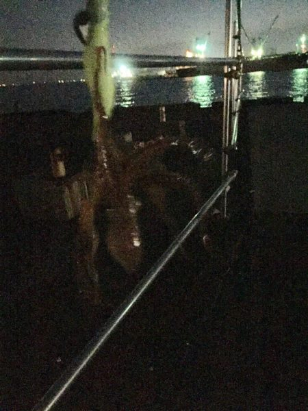 やっと釣れました