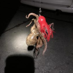 タコタコゲーム開幕