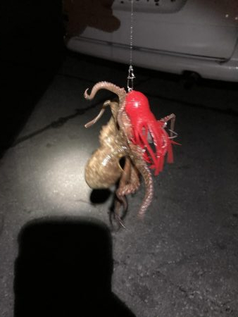 タコタコゲーム開幕