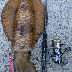 春烏賊終盤に2キロ越え