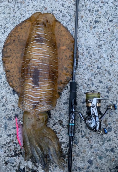 春烏賊終盤に2キロ越え