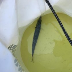 粘ってやっと一匹