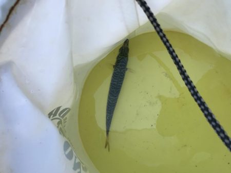 粘ってやっと一匹