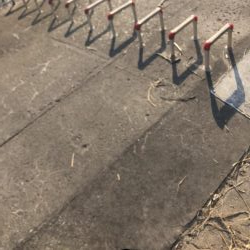 夕まづめにチヌ