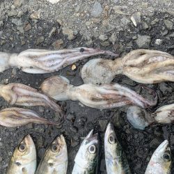 タコ&ライトゲーム