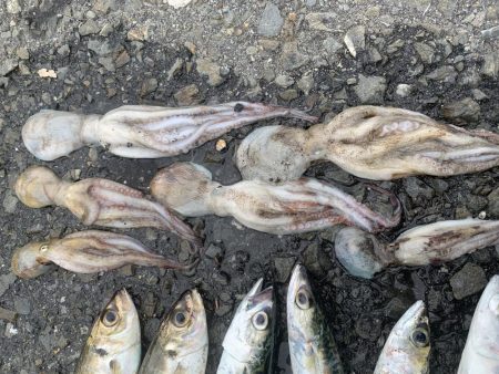 タコ&ライトゲーム