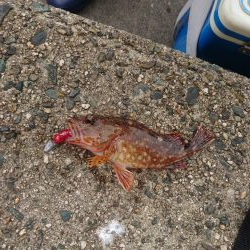 強風でもガシラ連発