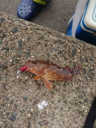 強風でもガシラ連発