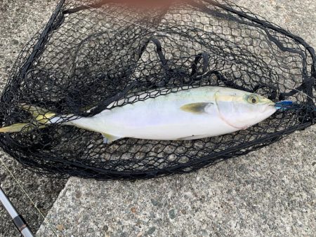 サワラ釣れてます！！