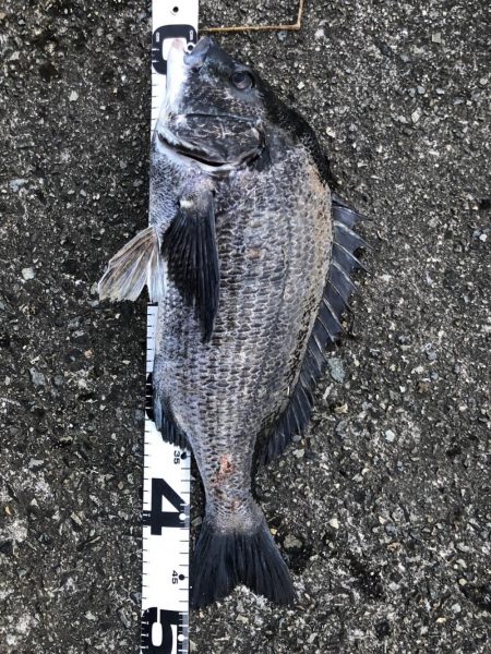 イチノ兄弟、釣果!