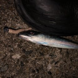 逃した魚は大きい