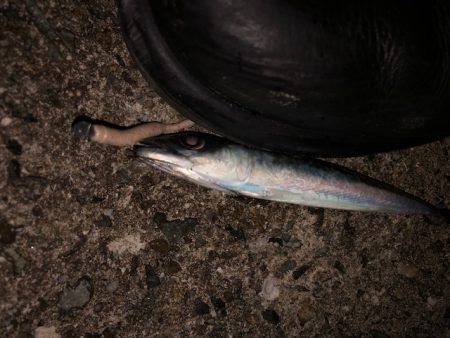 逃した魚は大きい