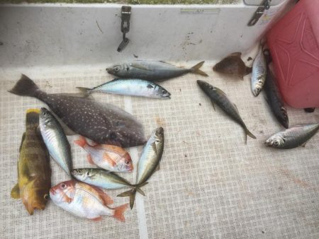 大アジ狙い。五目釣り