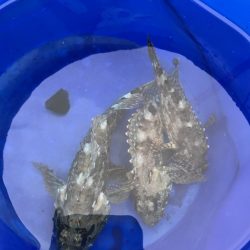 ヒラメを求めて…