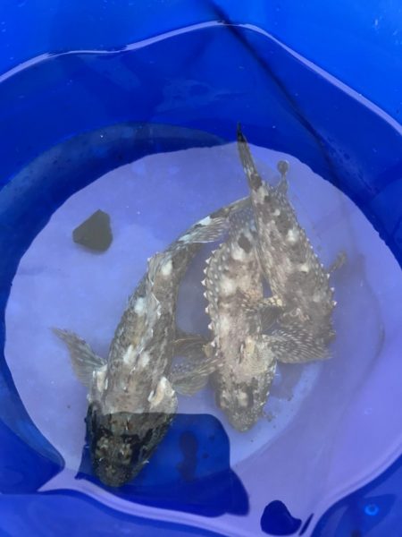 ヒラメを求めて…