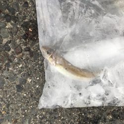 ストリンガーを使ってみた