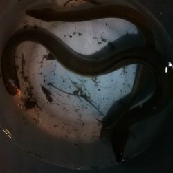 淀川のウナギ釣りパート10