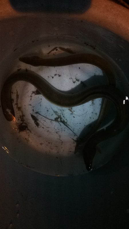 淀川のウナギ釣りパート10