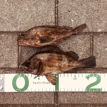 久々のメバルさん