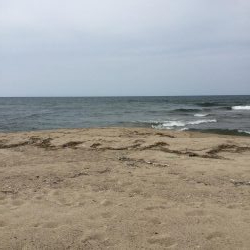 ワームが効く?マゴチ釣果