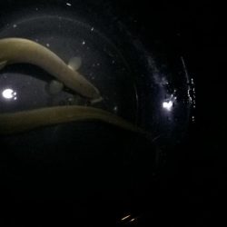 淀川のウナギ釣りパート9