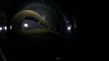 淀川のウナギ釣りパート9