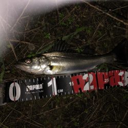 円山川シーバス