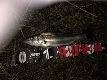 円山川シーバス