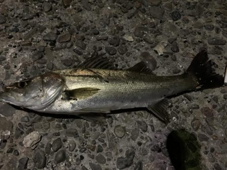 入れ食いモード