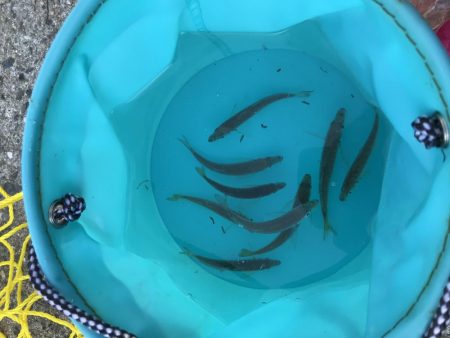 アジも皆既日食もしぶい