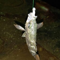 アジングからショアジギング