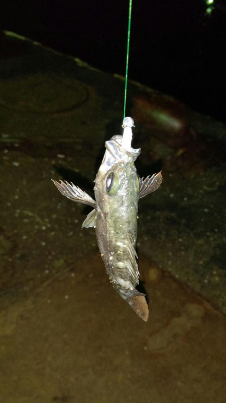 アジングからショアジギング