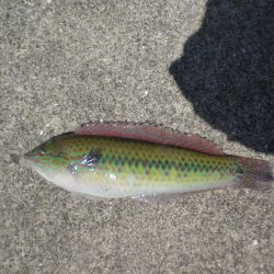 キスはいますか？