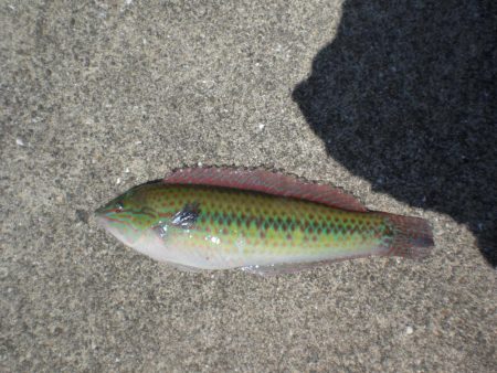 キスはいますか？