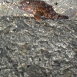 ちびガシラの日