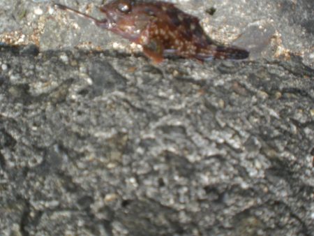 ちびガシラの日