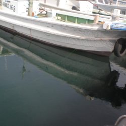 湾内にタコ居ない！