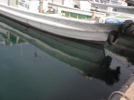 湾内にタコ居ない！