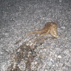 小さいがタコ居ったど！