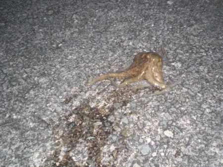 小さいがタコ居ったど！